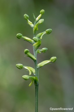 Developing flowers